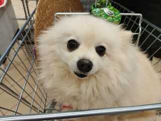 chihuahua puppy in a basket