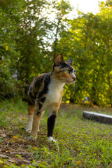 A curious calico cat walking through green grass, staring ahead with wide, alert eyes. Sunlight filters through the trees, casting a warm glow on the scene. A dynamic and engaging feline portrait.