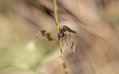 Whispers of Summer Wings