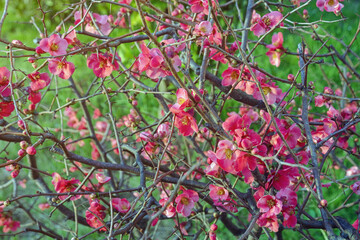 Obraz premium Springtime. Bush of Chaenomeles japonica ( Japanese quince or Maule's quince ) with pink flowers