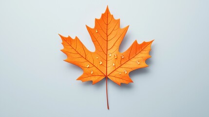 Fototapeta premium Bright Orange Maple Leaf with Water Drops on Soft Blue Background