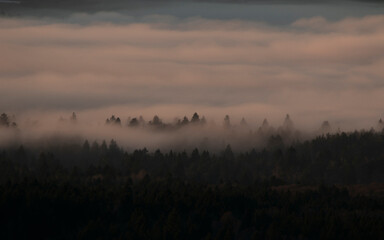 Misty Forest Layers at Sunrise