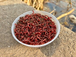Bloodworm fishing bait