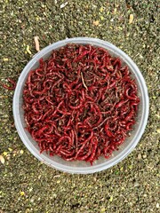 Bloodworm larva bait