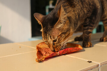 A tabby cat eating food served on a dried leaf in warm sunlight. The detailed whiskers and fur texture make this an ideal stock image for pet care, natural feeding, or animal behavior topics.