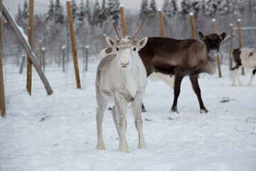 A white reindeer on a reindeer farm 