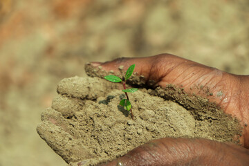 environment Earth Day In the hands of trees growing seedlings. Bokeh green Background male hand holding tree on nature field grass Forest conservation concept