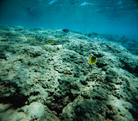 Underwater view of coral reef with fish in turquoise water.