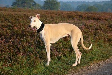 pretty light brown white galgo stands early in the morning in a misty heath field