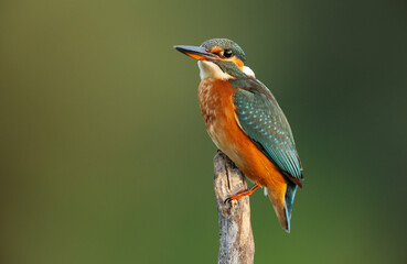 Alcedo atthis Kingfisher