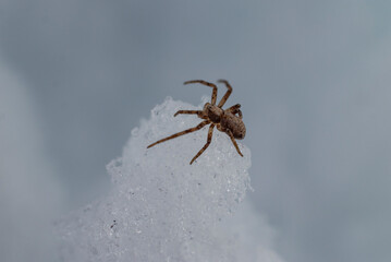 Frozen Ascent