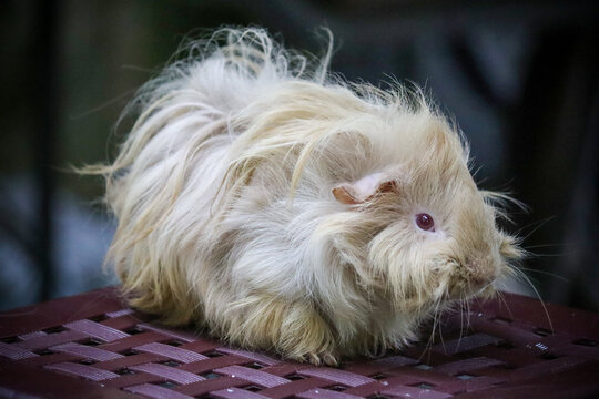 Sheba Mini Yak Guinea Pig