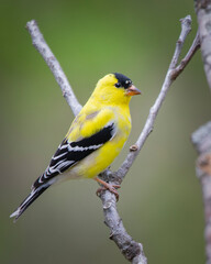 Male goldfinch perched on branch isolated on green background