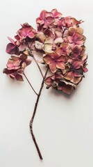 A single delicate branch of dried pink hydrangea blossoms with textured petals and a detailed stem against a plain white backdrop