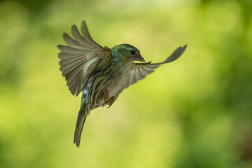 Siskin (Carduelis spinus)