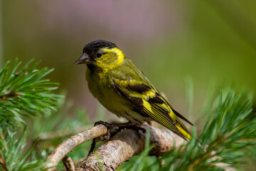 Siskin (Carduelis spinus)