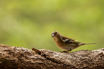 Chaffinch