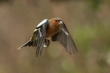 Chaffinch (Fringilla coelebs)