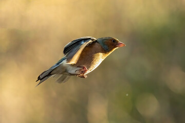 Chaffinch (Fringilla coelebs)