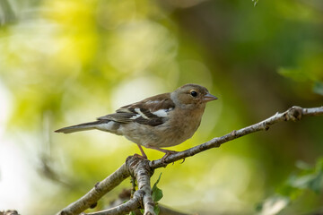 Chaffinch (Fringilla coelebs)