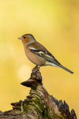 Chaffinch (Fringilla coelebs)