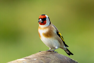 Goldfinch (Carduelis carduelis)