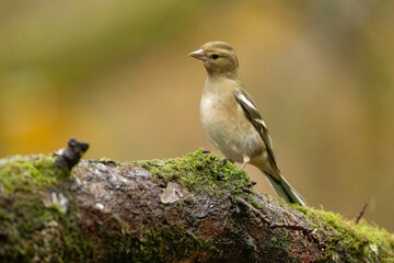 Chaffinch (Fringilla coelebs)