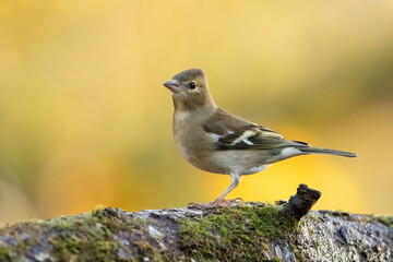 Chaffinch (Fringilla coelebs)