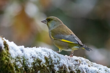 Greenfinch (Chloris chloris)