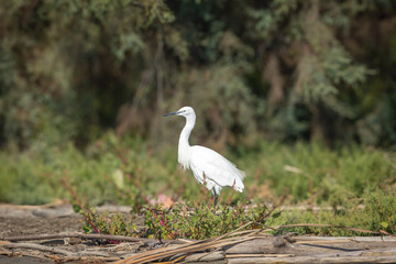 Aigrette dans un marais de la Camargue (France)	