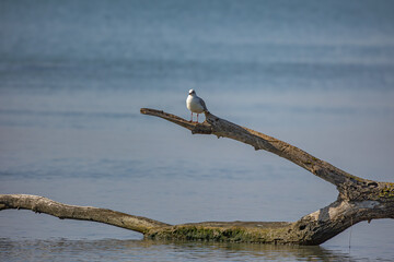 mouette posée sur une branche au dessus d'une rivière