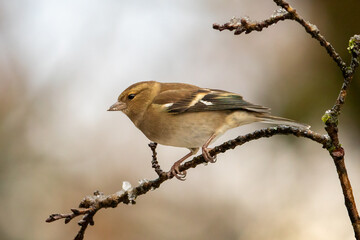 Chaffinch (Fringilla coelebs)