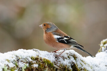 Chaffinch (Fringilla coelebs)
