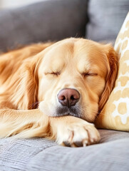 Golden retriever peacefully sleeping on a couch