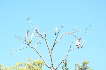 Oroxylum indicum tree fruits. Its other names trumpet tree, oroxylum, Indian trumpet tree, broken bones tree, scythe tree, Damocles tree and midnight horror. Its used in traditional medicine.