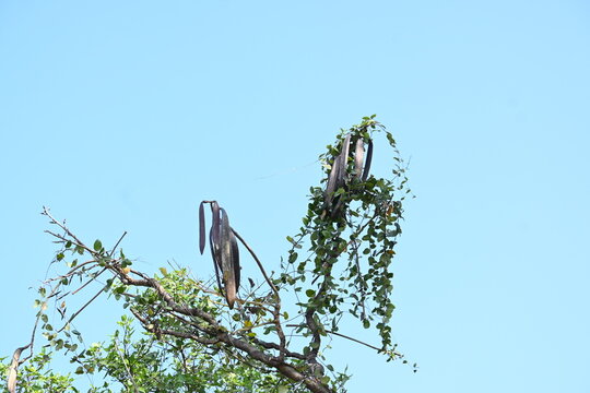 Oroxylum indicum tree fruits.&nbsp;Its other names trumpet tree, oroxylum, Indian trumpet tree, broken bones tree,&nbsp;scythe tree, Damocles tree and&nbsp;midnight horror. Its used in&nbsp;traditional medicine.