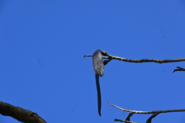 Oroxylum indicum tree fruits. Its other names trumpet tree, oroxylum, Indian trumpet tree, broken bones tree, scythe tree, Damocles tree and midnight horror. Its used in traditional medicine.