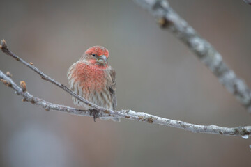 Male House Finch perched on branch