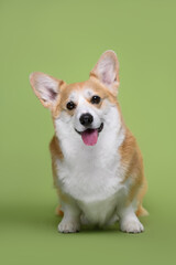 corgi dog