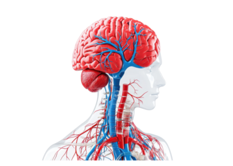 Human brain anatomy with arteries and veins. Medical illustration of the human brain and vascular system.
