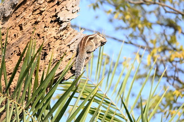 Squirrels sitting on dried tree. It is a members of the family Sciuridae. A family that small or medium sized rodents. squirrel family includes tree squirrels, ground squirrels  and flying squirrels.