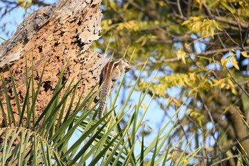 Squirrels sitting on dried tree. It is a members of the family Sciuridae. A family that small or medium sized rodents. squirrel family includes tree squirrels, ground squirrels  and flying squirrels.
