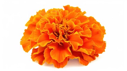 A vibrant and beautiful orange marigold flower, created with generative AI, stands out prominently when isolated on a clean white background. The delicate petals and rich color of the marigold are 
