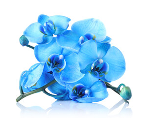 Beautiful blue orchid flowers on mirror surface against white background