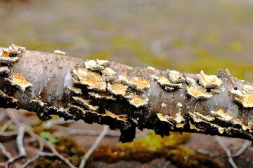 岐阜県本巣市の倒木に生えるキノコ