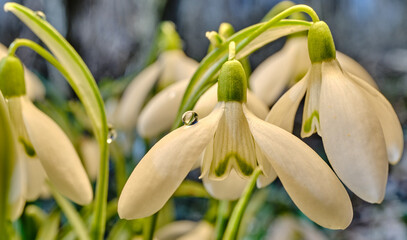 Macro snowdrop with a tear of dew