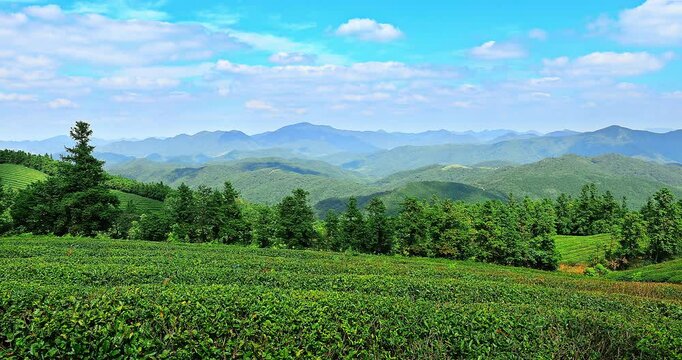 Scenic view of green tea plantation with mountain range in the distance
