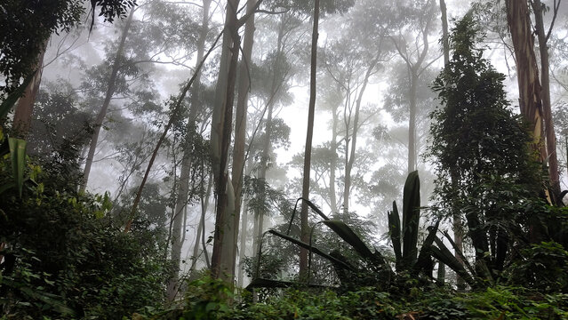 Eucalyptus forest - Ooty in Tamil Nadu, India