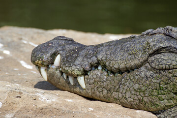 Fototapeta premium Close up shot of a sleeping crocodile's face
