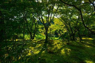 京都、法金剛院、寺院、浄土式庭園、文化財、木造建築物